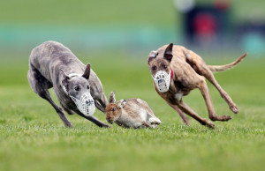 Image: County Limerick Irish Coursing Cup